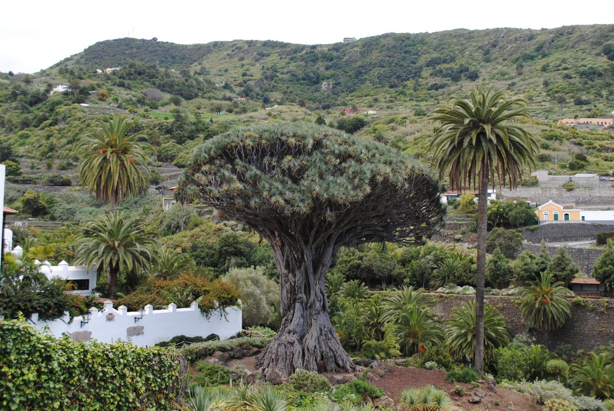 Finca Los Loros Icod De Los Vinos By Hrtenerife Net Santa Cruz de Tenerife Eksteriør billede